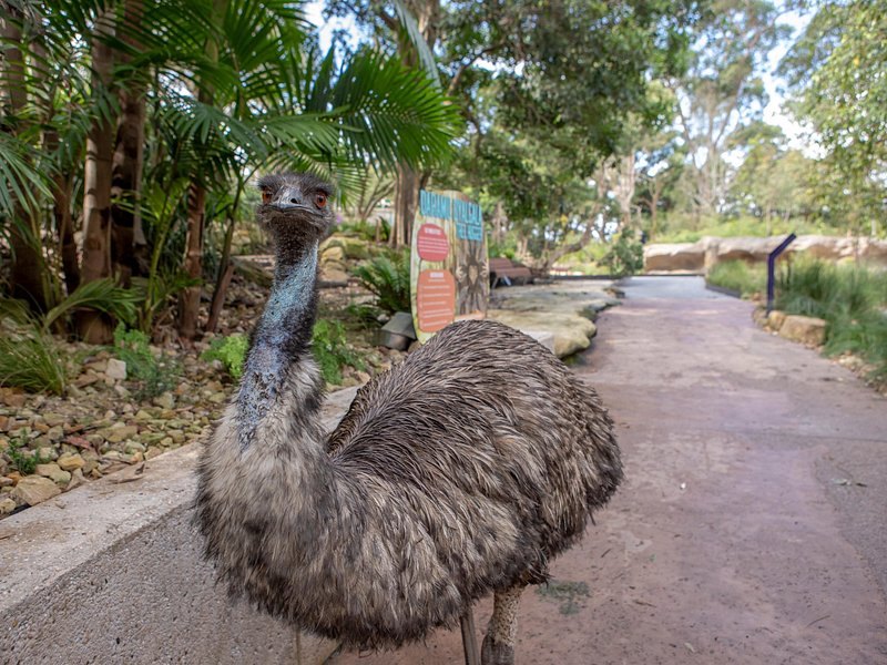 An emu walking along a path at a wildlife park