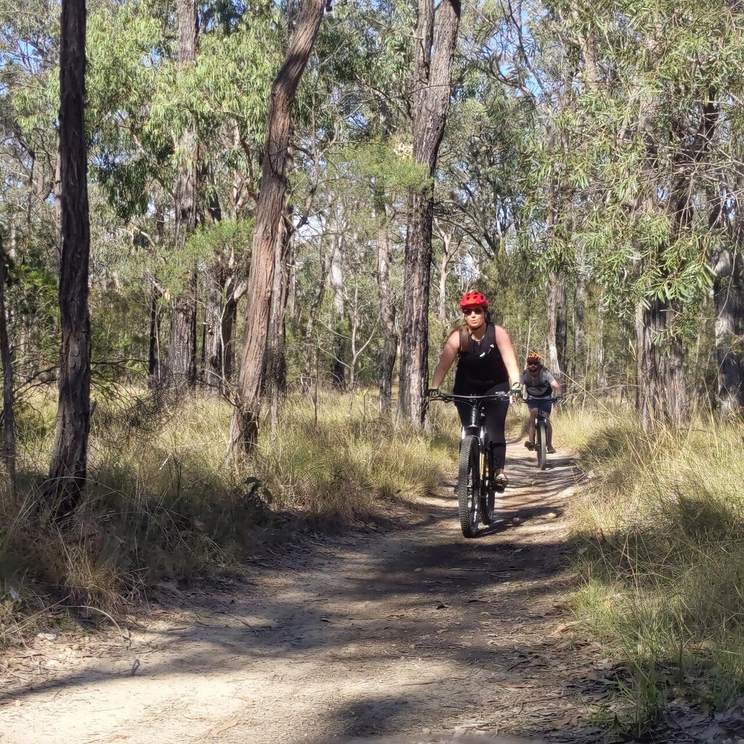 A rider on a fire trail running through open eucalypt bush