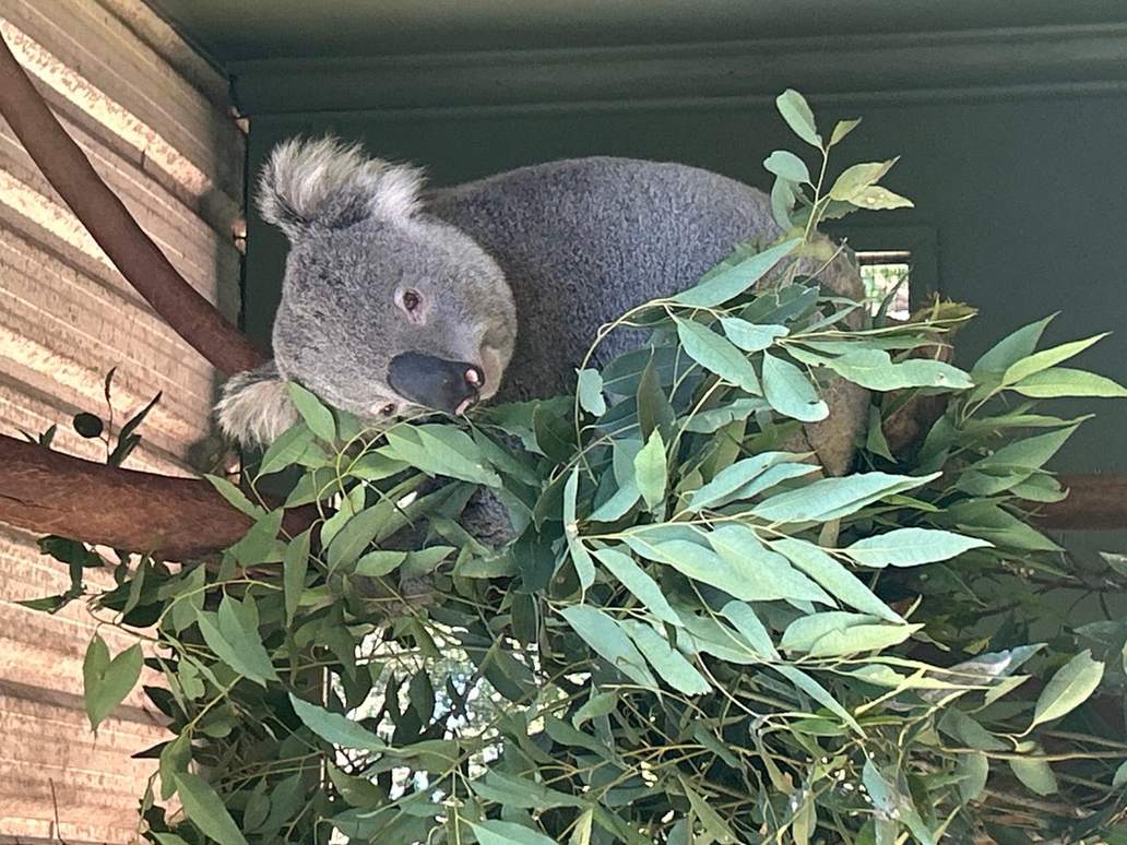 A koala feeding on eucalyptus leaves at a wildlife park