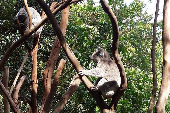 Two koalas resting in the fork of a eucalypt