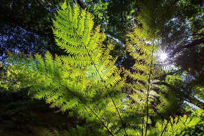 Tree ferns backlit by sun coming through the rainforest canopy